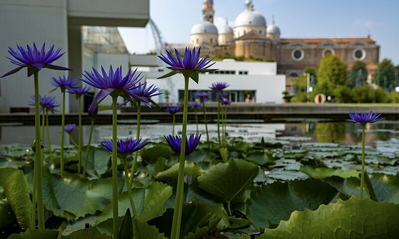 Orto botanico di Padova